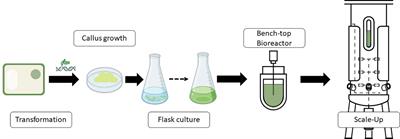 The advent of plant cells in bioreactors